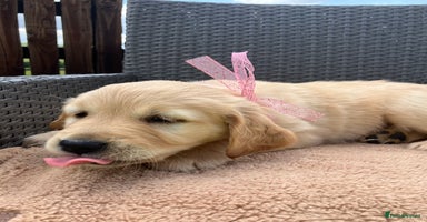 Golden Retriever dogs - Advert 12