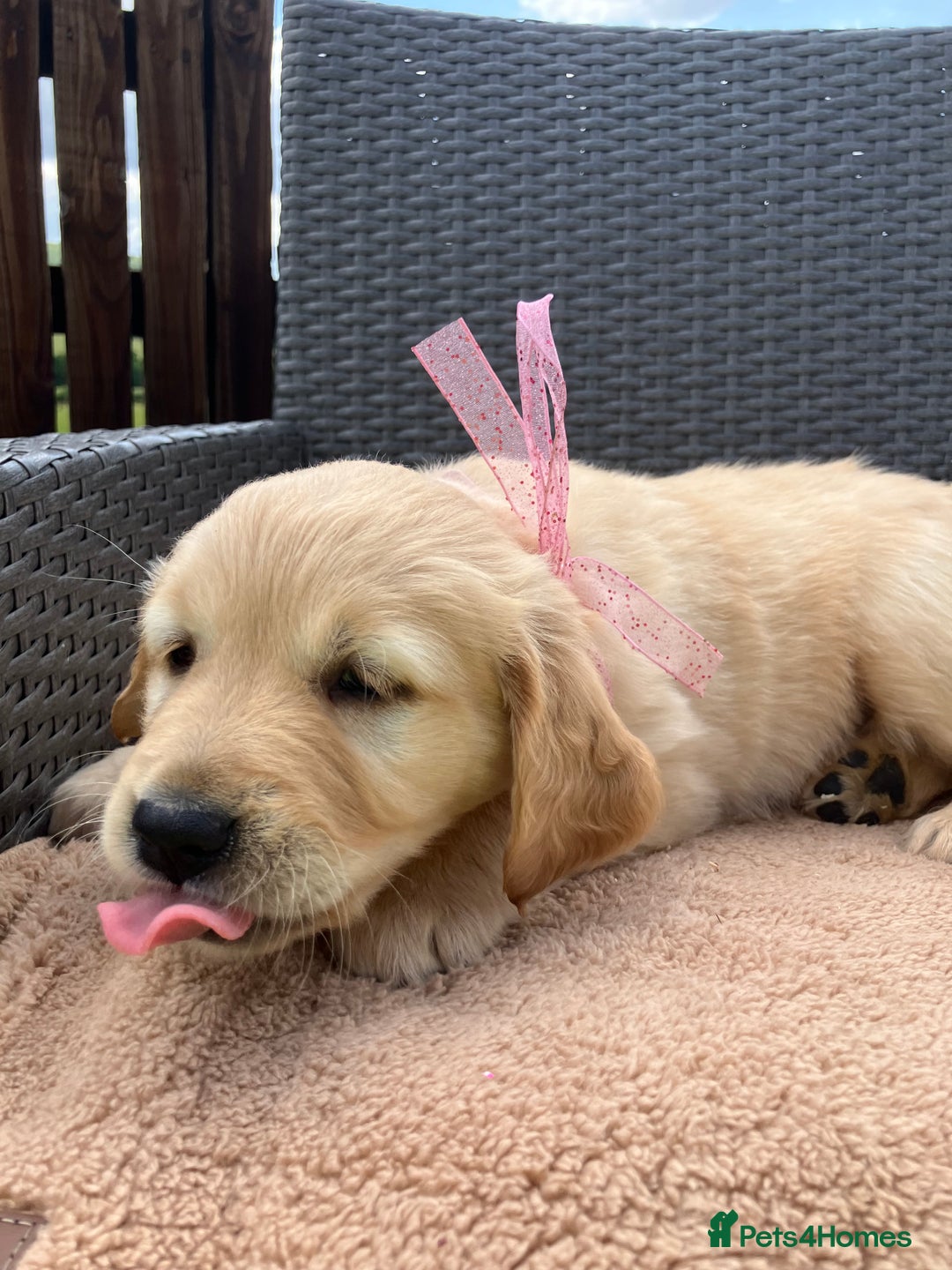 Golden Retriever dogs for sale: Beautiful litter of 7 GR puppies  - Image 3