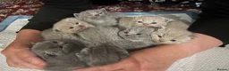 British Shorthair cats for sale: Blue and lilac GCCF kittens !  - Advert 4