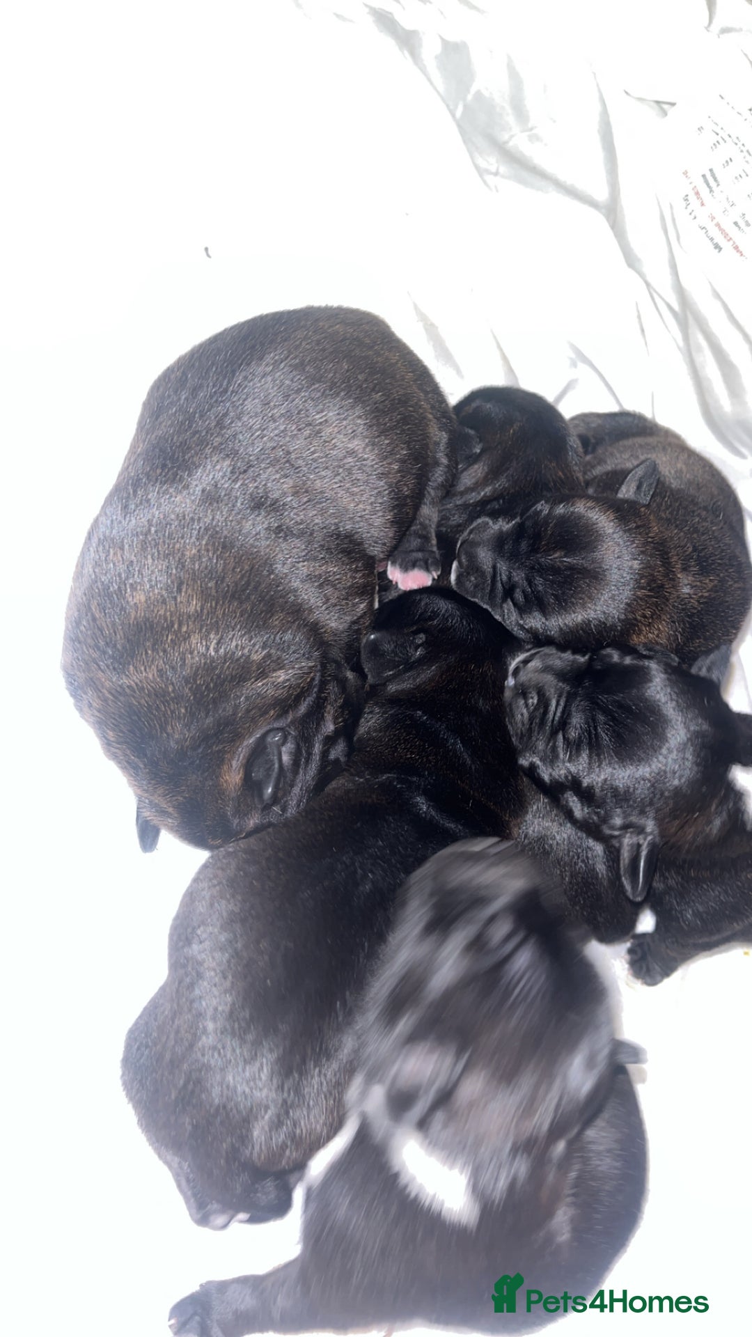 Staffordshire Bull Terrier dogs for sale: Champion bloodline 🏆 kc registered staffy pups  - Advert 11