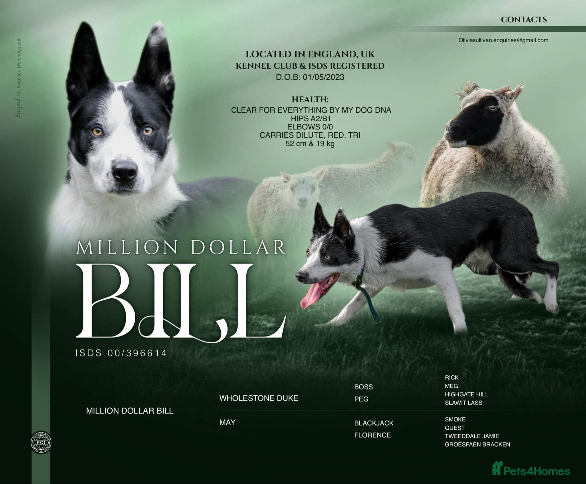 Border Collie dogs PROVEN ISDS & KC Reg Working Border Collie in Farnborough - Advert 1