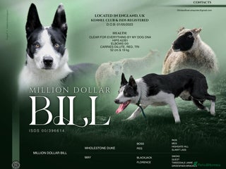 Border Collie dogs in Farnborough - Advert 4