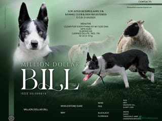 Border Collie dogs PROVEN ISDS & KC Reg Working Border Collie in Farnborough - Advert 1