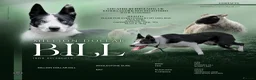 Border Collie dogs for stud: PROVEN ISDS & KC Reg Working Border Collie in Farnborough - Advert 1