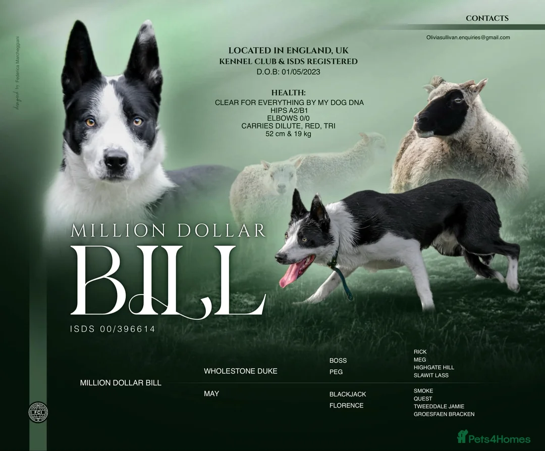 Border Collie dogs for stud: PROVEN ISDS & KC Reg Working Border Collie in Farnborough - Advert 1