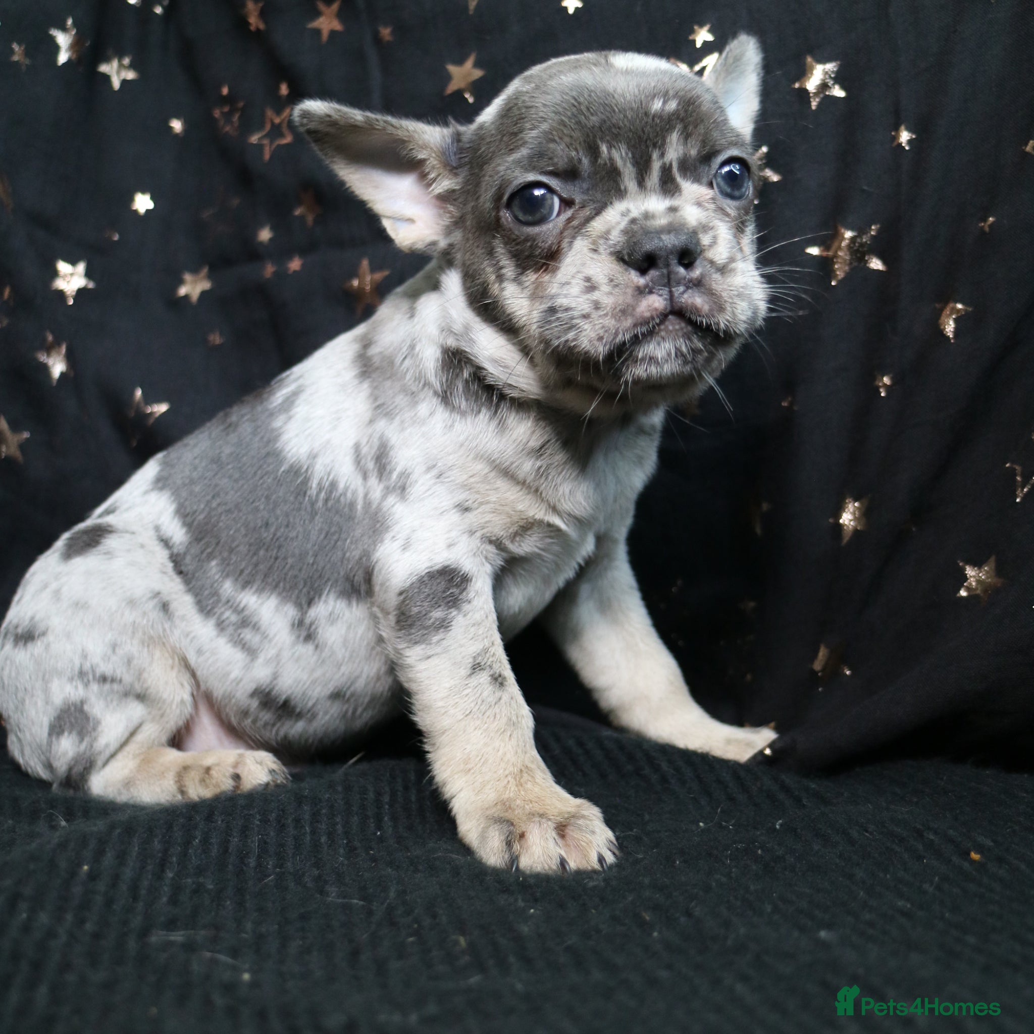 French Bulldog dogs for sale: Happy and health french bulldog puppies  in Braintree - Advert 14