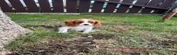 Cavalier King Charles Spaniel dogs for sale: Cavalier King Cha - Advert 20