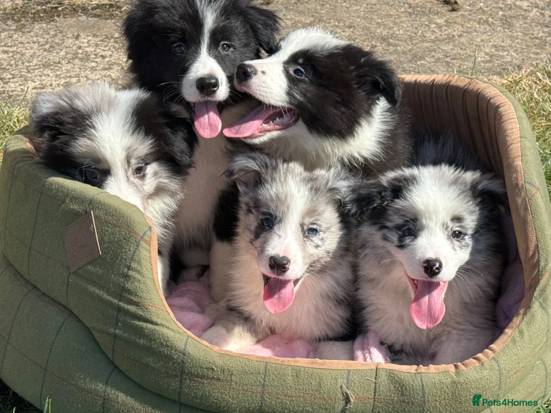 Border Collie dogs for sale: Stunning KC Registered Border Collie Puppies  - Advert 2