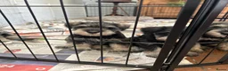 Miniature Schnauzer dogs for sale: Beautiful Miniature Schnauzer Puppies For Sale - Advert 3