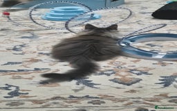 Maine Coon cats for sale: Maine Coon Glasgow AVAILABLE  - Image 37