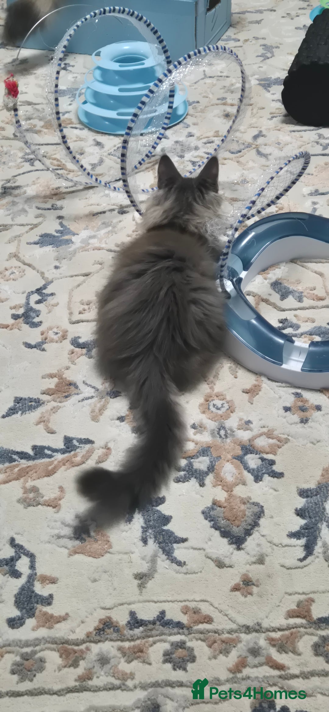 Maine Coon cats for sale: Maine Coon Glasgow AVAILABLE  - Image 37