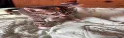 Mixed Breed cats for sale: 2 Gorgeous Kittens, 1 boy 1 Girl - Advert 5