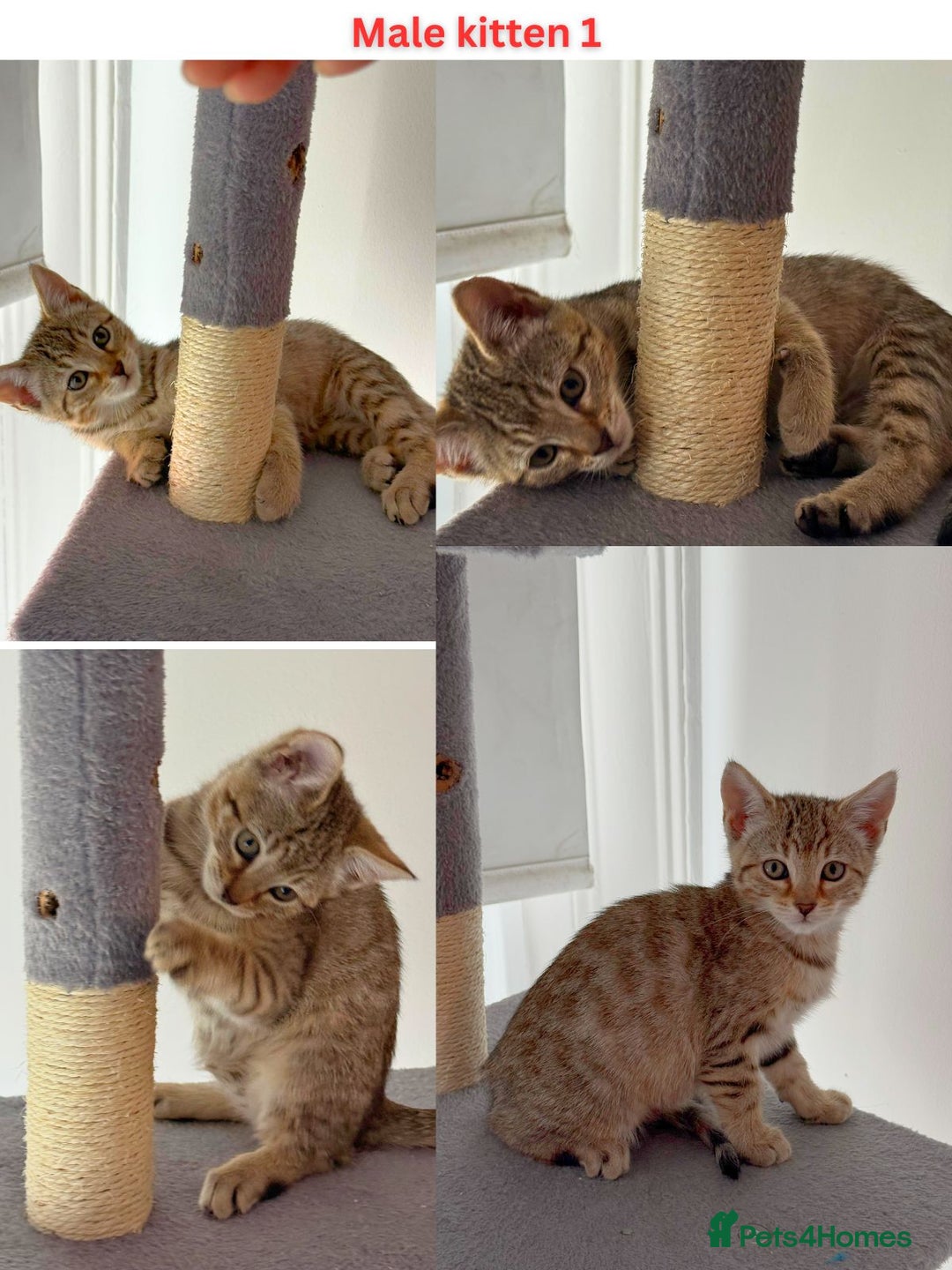 Mixed Breed cats for sale: Adorable Mixed Bengal Kittens- Dad 100% Bengal! - Image 2