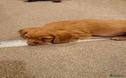 Cocker Spaniel dogs for sale: Working Cocker spaniel  - Image 4