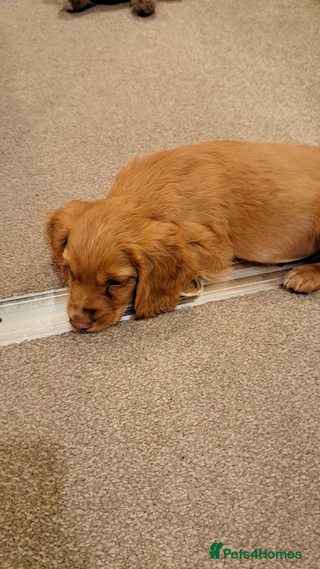 Cocker Spaniel dogs for sale: Working Cocker spaniel  - Image 4