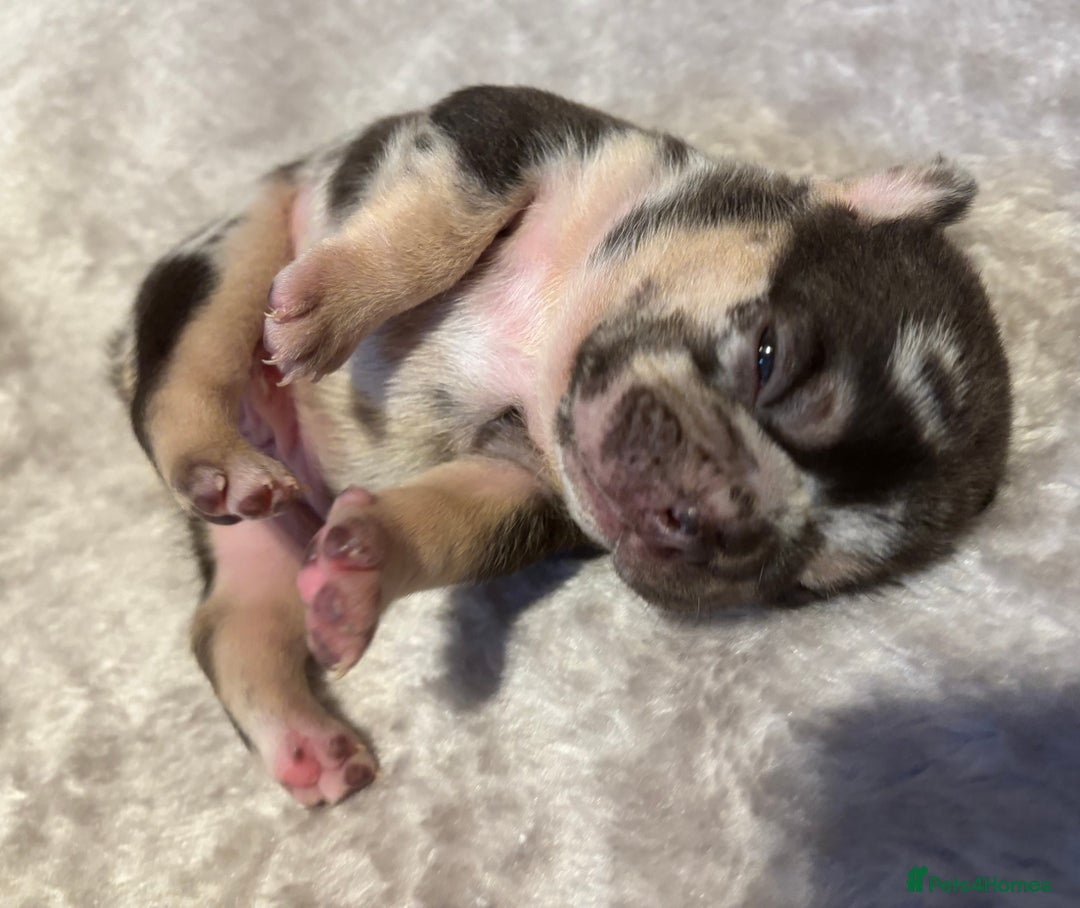 French Bulldog dogs for sale: MERLE FRENCH BULLDOG PUPPIES 🐾  - Image 19