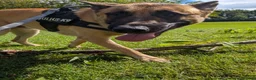 Mixed Breed dogs for sale: Dexter  in North Shields - Advert 5