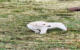 Labrador Retriever dogs for sale: Pedigree Labrador Puppies  - Image 4