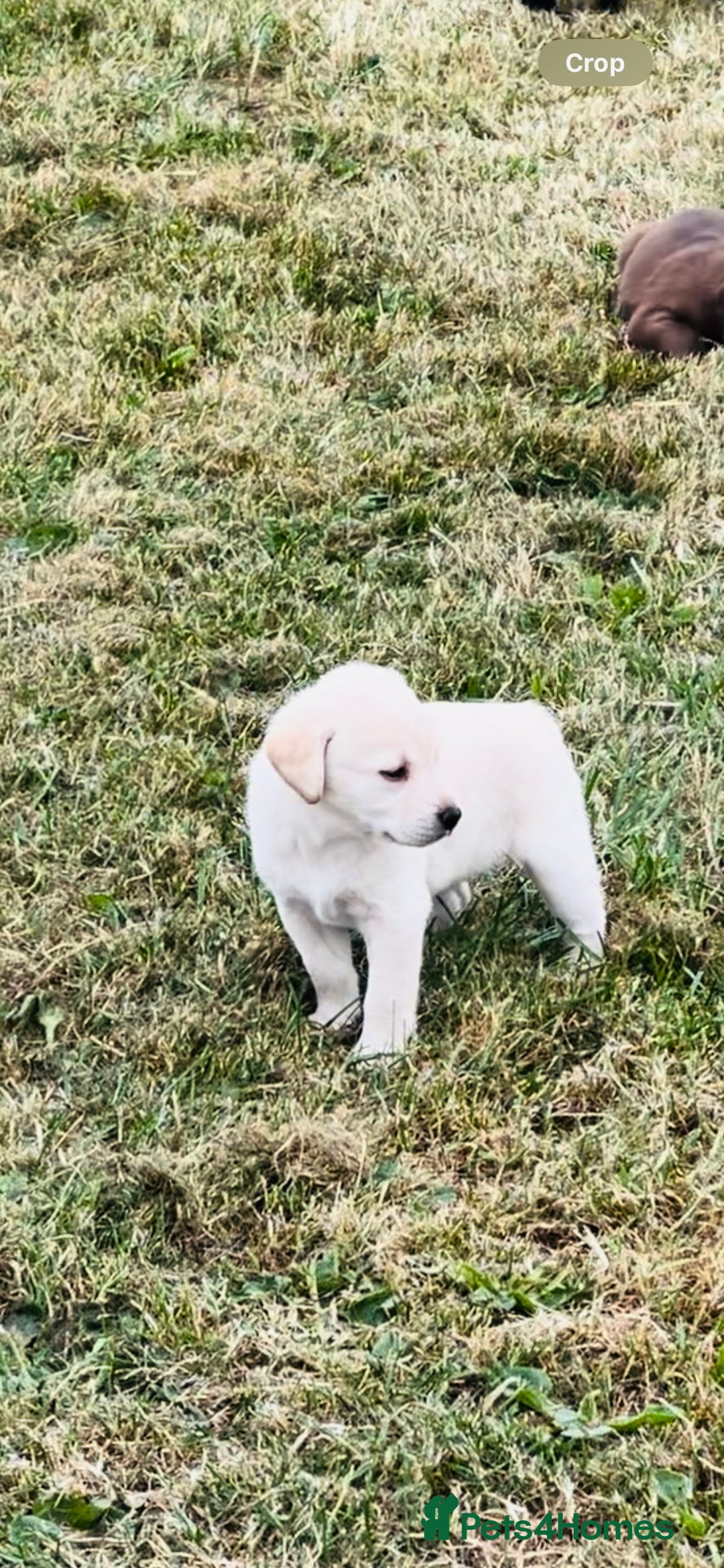 Labrador Retriever dogs for sale: Pedigree Labrador Puppies  - Image 4