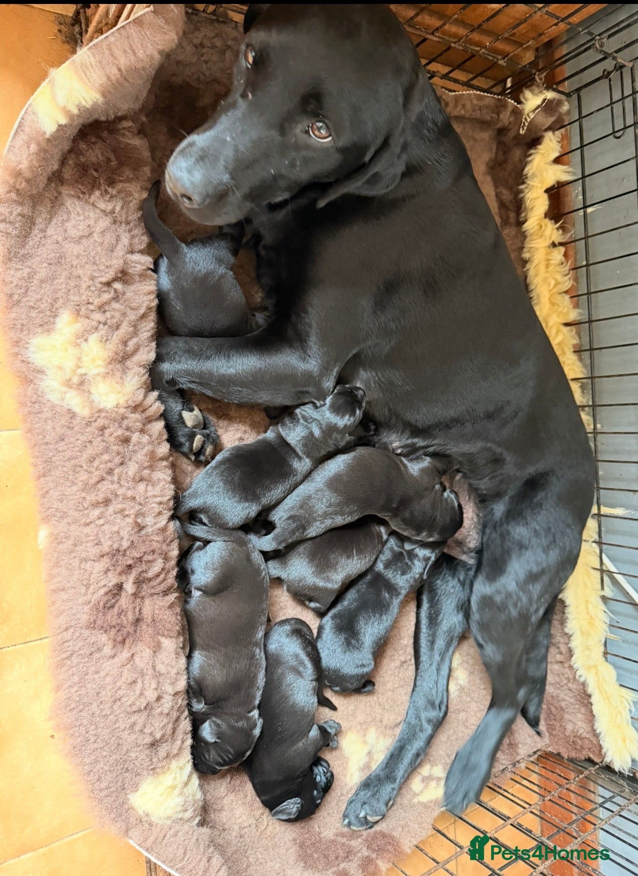 Labrador Retriever dogs Gorgeous KC Black Labrador pups for sale - Advert 2