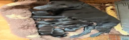 Labrador Retriever dogs for sale: Gorgeous KC Black Labrador pups for sale in Saltburn-by-the-Sea - Advert 2