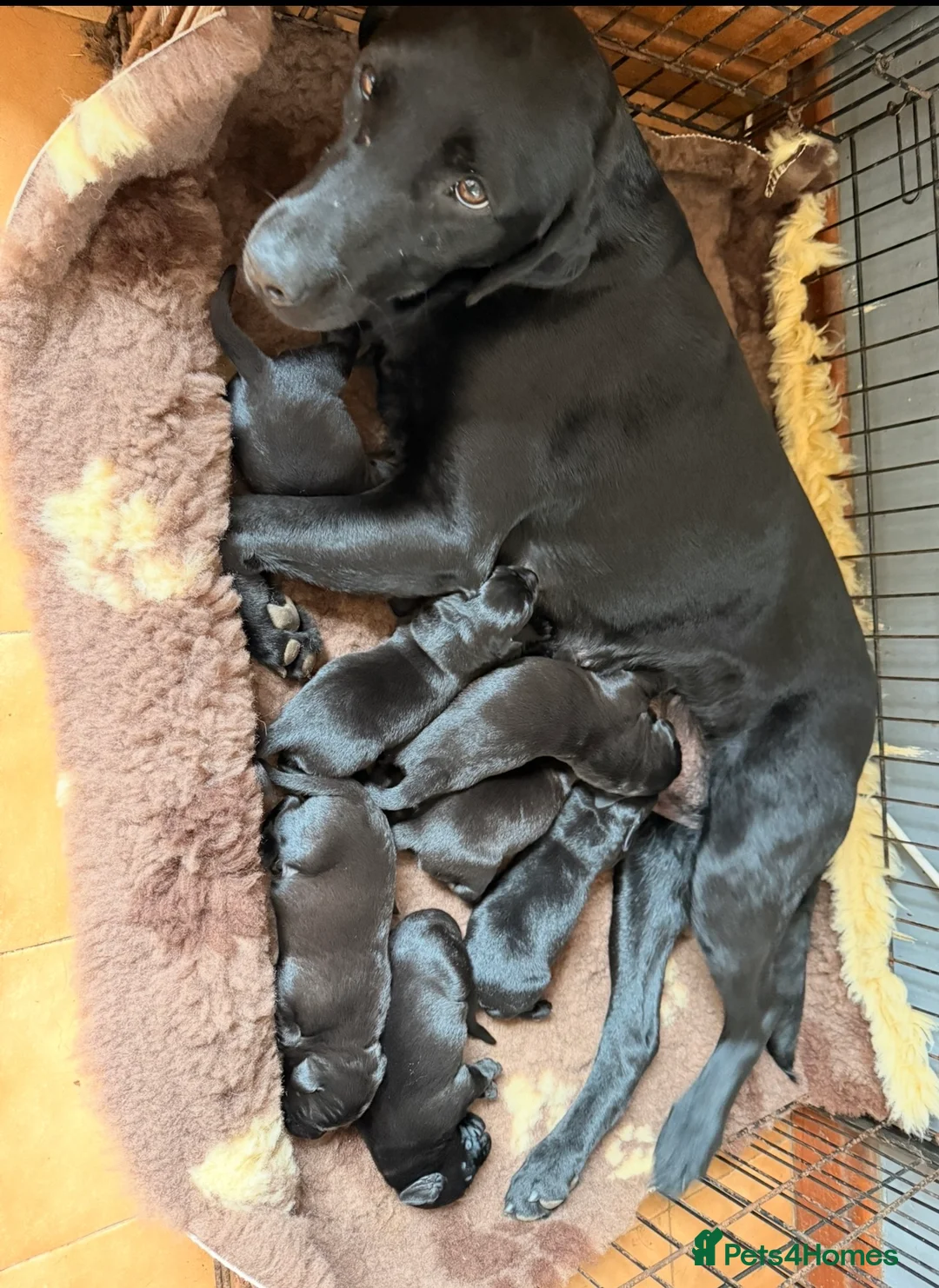 Labrador Retriever dogs for sale: Gorgeous KC Black Labrador pups for sale in Saltburn-by-the-Sea - Advert 2