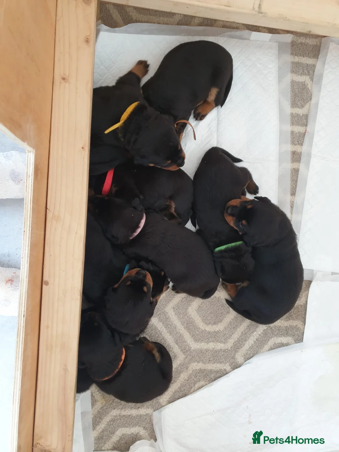 Rottweiler dogs for stud: Bruno the Rottweiler Stud Services in Wrexham - Advert 15