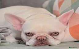 French Bulldog dogs for sale: Frenchie for sale - Image 1