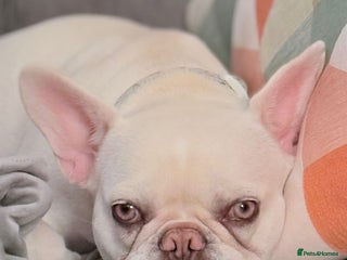 French Bulldog dogs - Advert 32