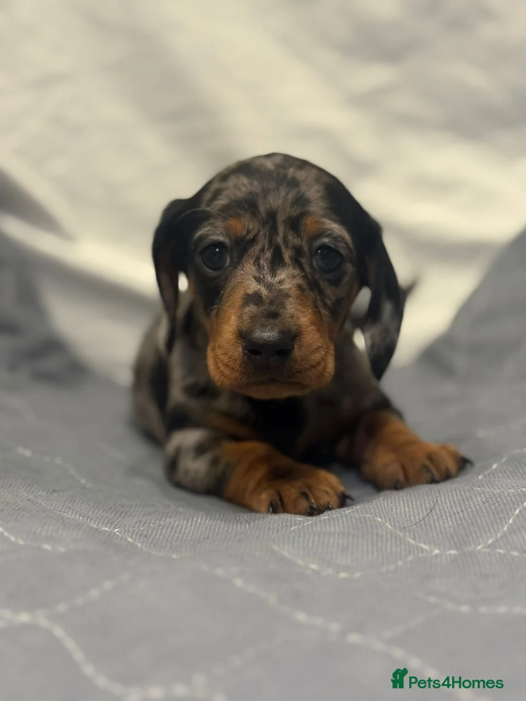 Dachshund dogs for sale: Miniature dashhound  - Advert 10