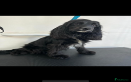 Cocker Spaniel dogs for sale: Show type cocker spaniel puppy’s  - Image 13
