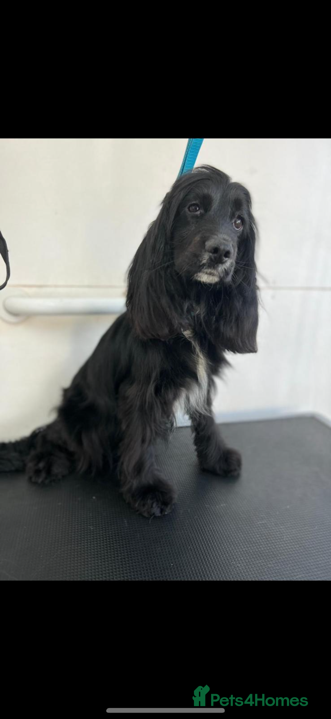Cocker Spaniel dogs for sale: Show type cocker spaniel puppy’s  - Image 13