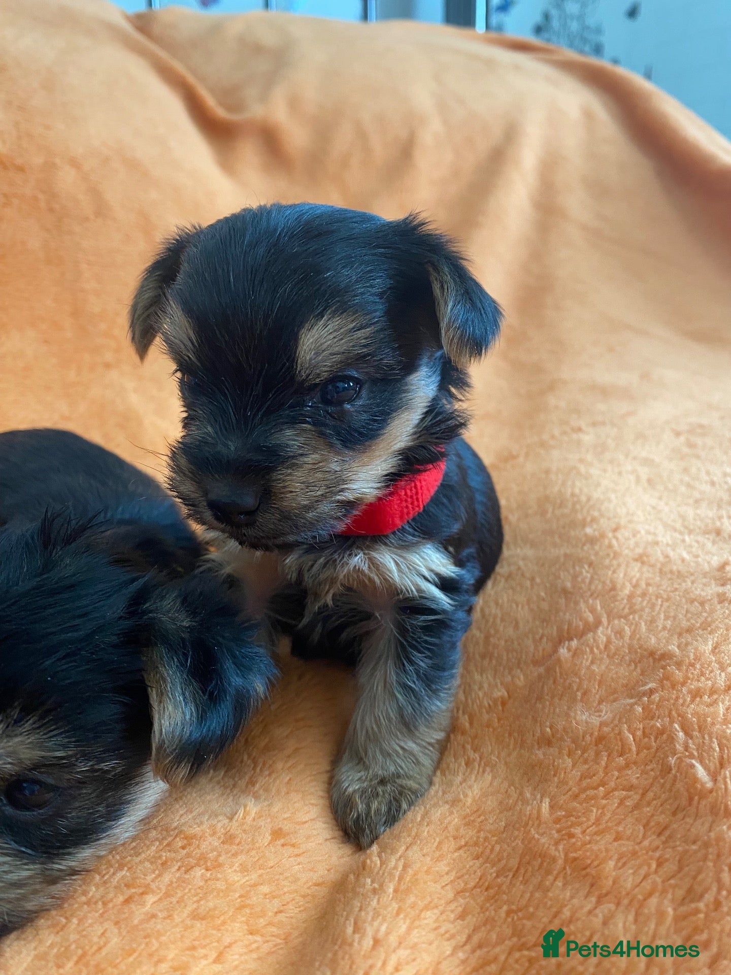 Yorkshire Terrier dogs X1 Remaining Minature Yorkshire terrier puppies  - Advert 6