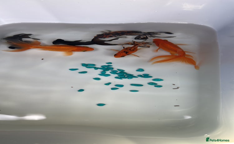 Goldfish fish - Advert 2