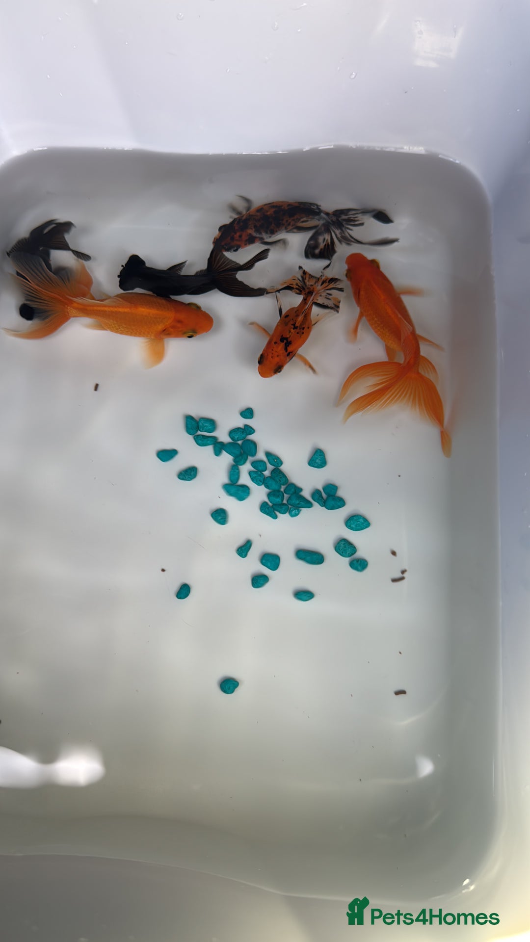 Goldfish fish for sale: 1 pair blackmoore and 2 goldfish - Image 1