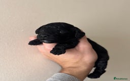 Miniature Poodle dogs for sale: Stunning Miniature Poodles  - Image 8