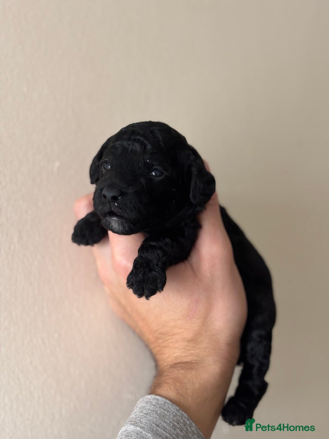 Miniature Poodle dogs for sale: Stunning Miniature Poodles  - Image 8