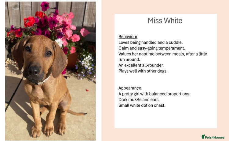Rhodesian Ridgeback dogs in Scunthorpe - Advert 12