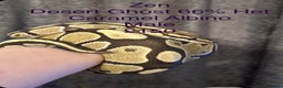 Python Snake reptiles for sale: Royal Python & Hognose - Advert 5
