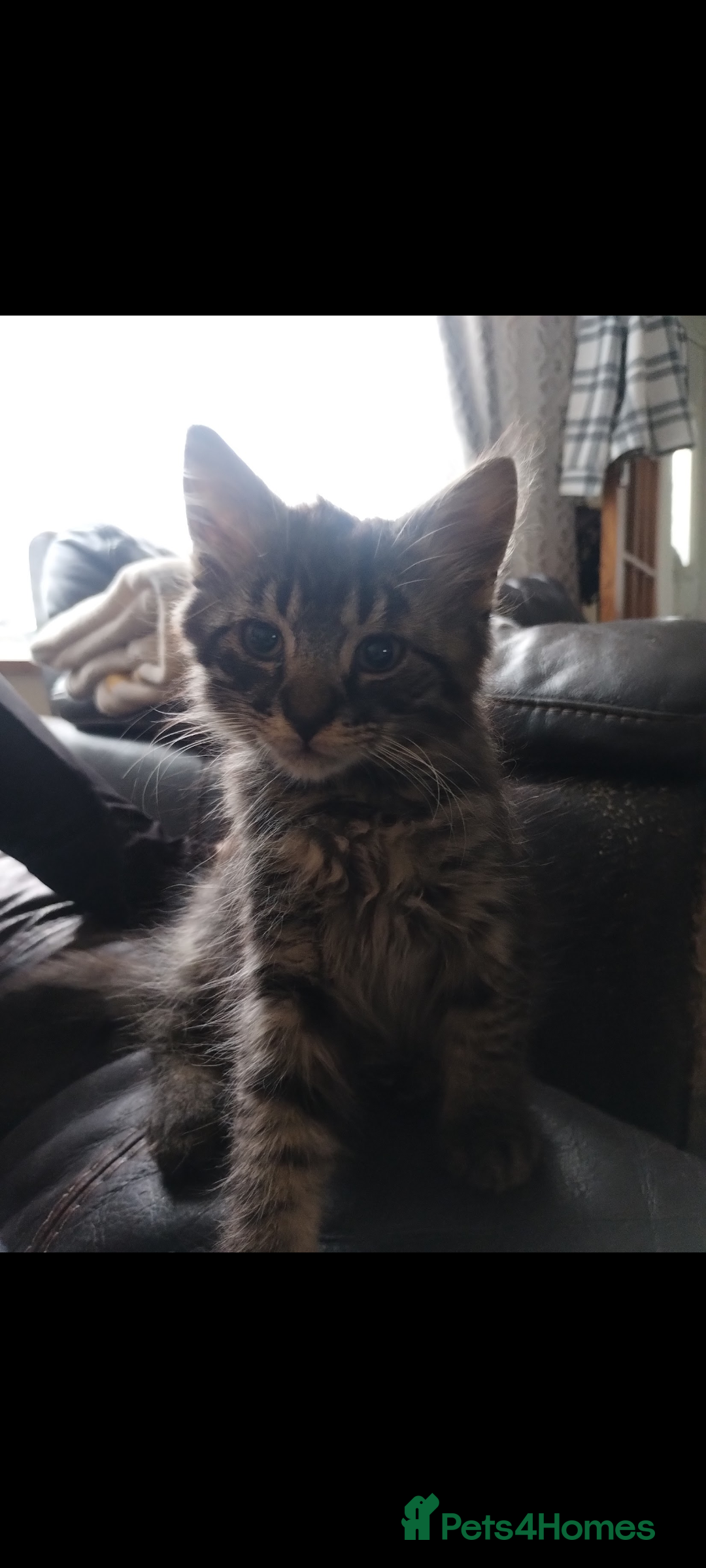Mixed Breed cats for sale: 2 lovely kittens  - Advert 4
