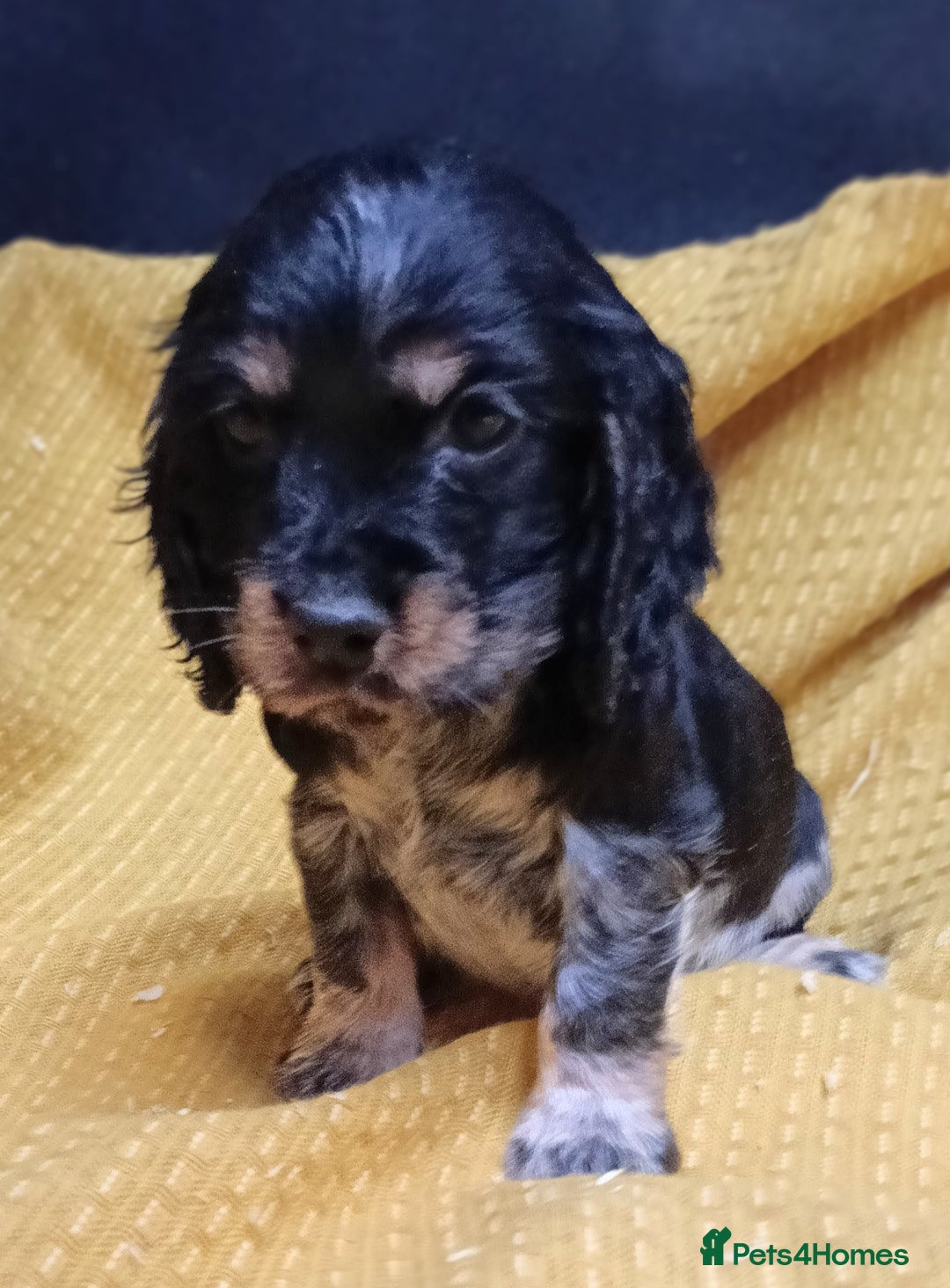Cocker Spaniel dogs for sale: 🩷Scrumptious Cocker Spaniel puppies 🩷 - Advert 4