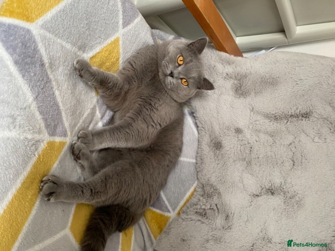 British Shorthair cats for stud: GCCF/ TICA British shorthair stud in Wakefield - Advert 2