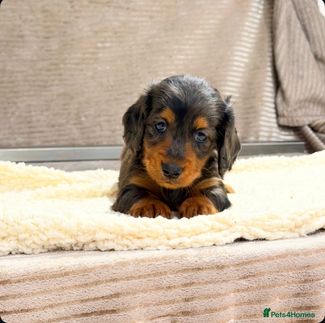 Miniature Dachshund dogs for sale: STUNNING LONG HAIRED KC MINI DACHSHUND PUPPIES - Advert 17