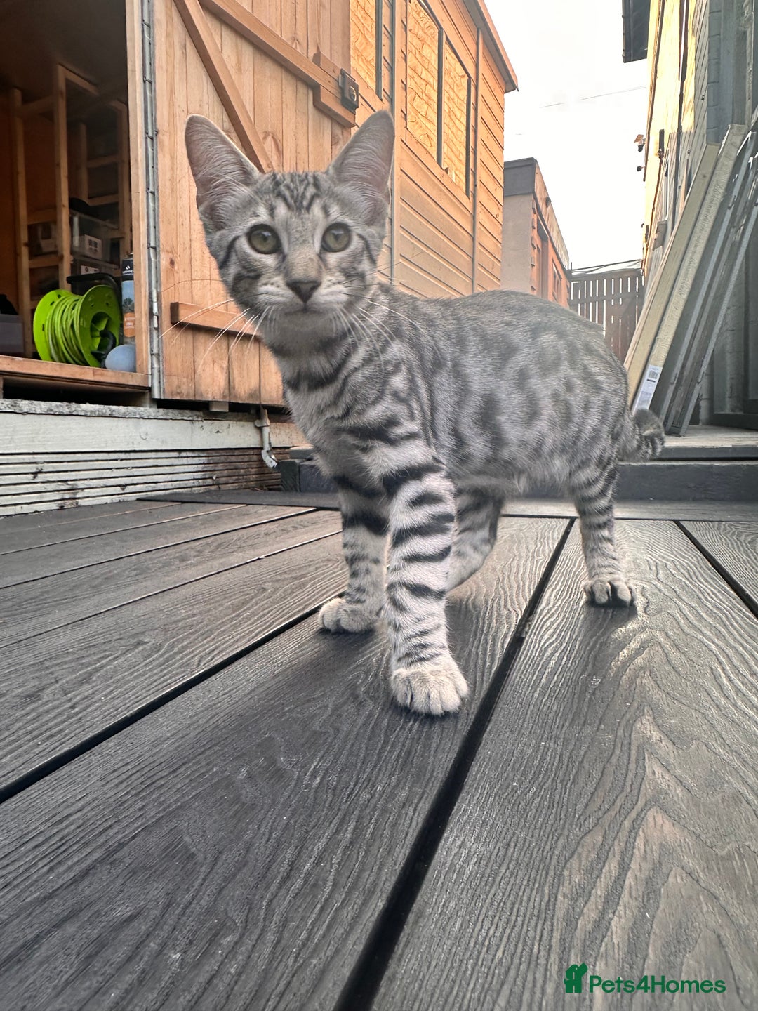 Savannah cats for sale: African bloodline, savanna kittens - Image 6