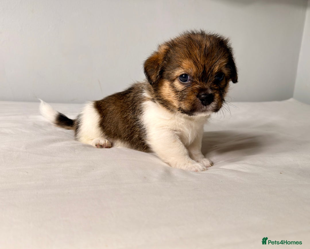 Mixed Breed dogs for sale: Stunning Jack tzu puppies. Jack Russell x Shih Tzu - Image 3