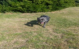 Staffordshire Bull Terrier dogs for sale: Blue staff for sale  - Image 31