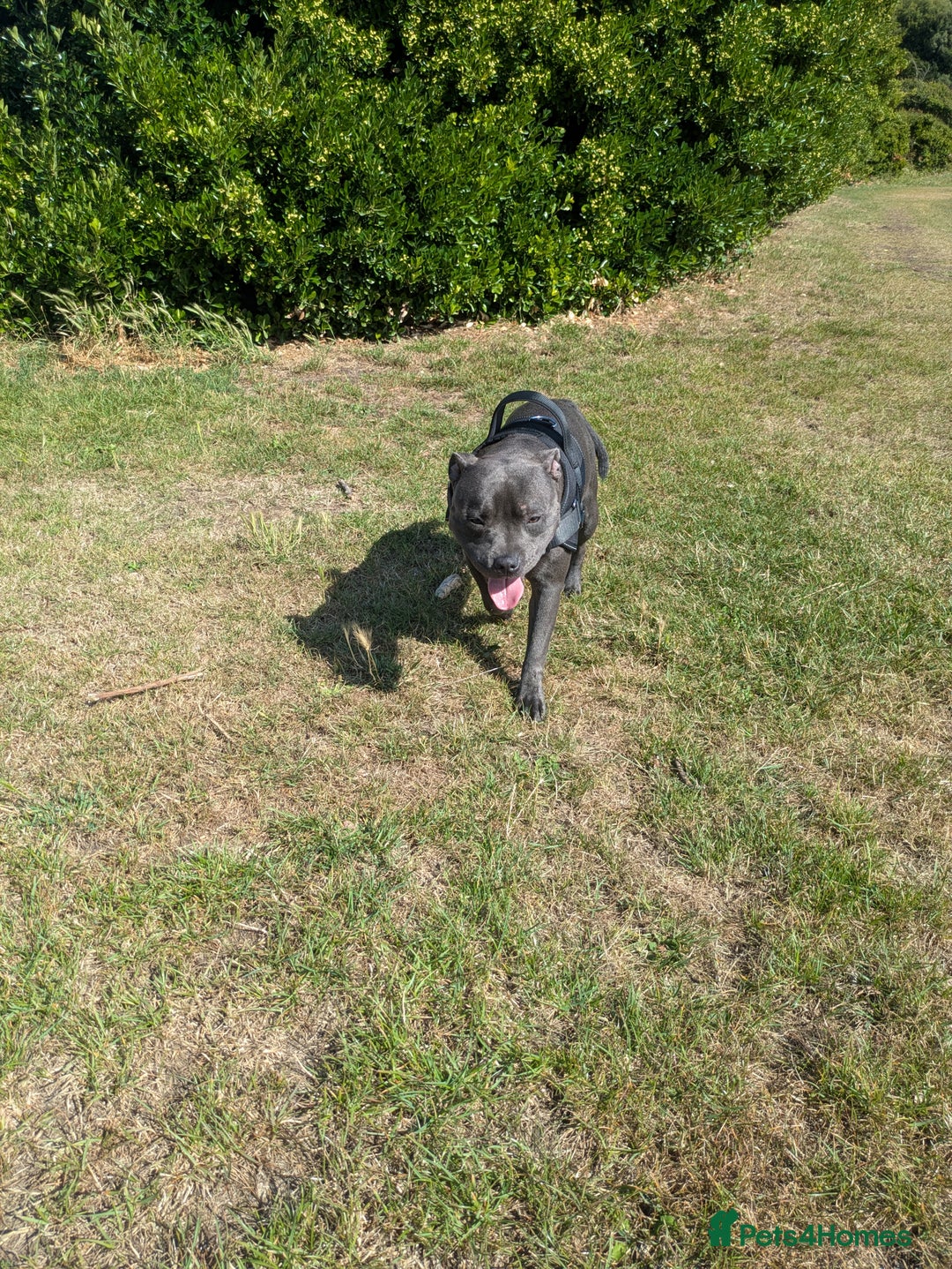 Staffordshire Bull Terrier dogs for sale: Blue staff for sale  - Image 31