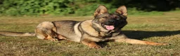 German Shepherd dogs for sale: Beautiful Trained Sable German Shepherd - Advert 7