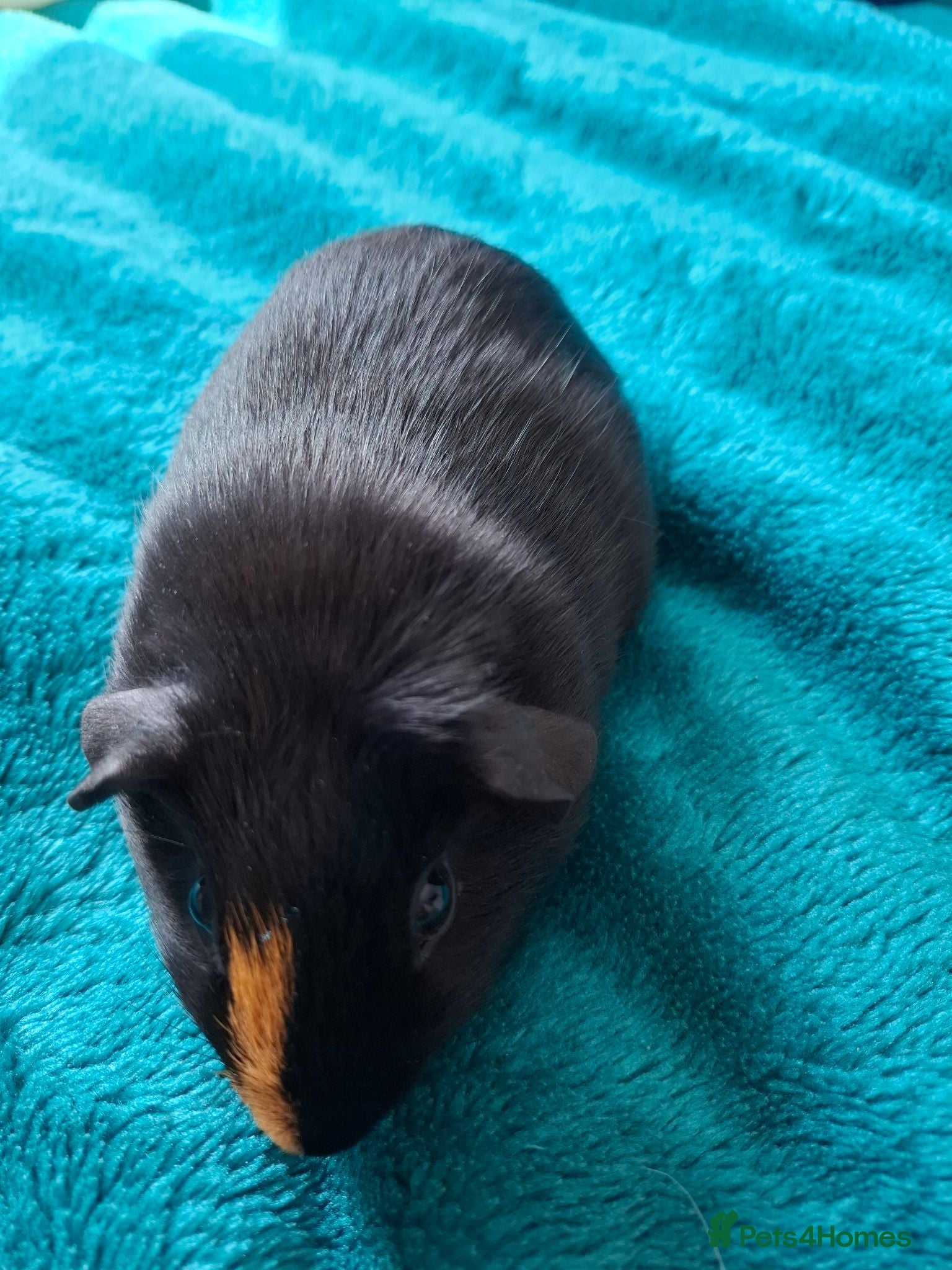 Guinea Pig rodents Male and female baby guinea pigs for sale - Advert 1