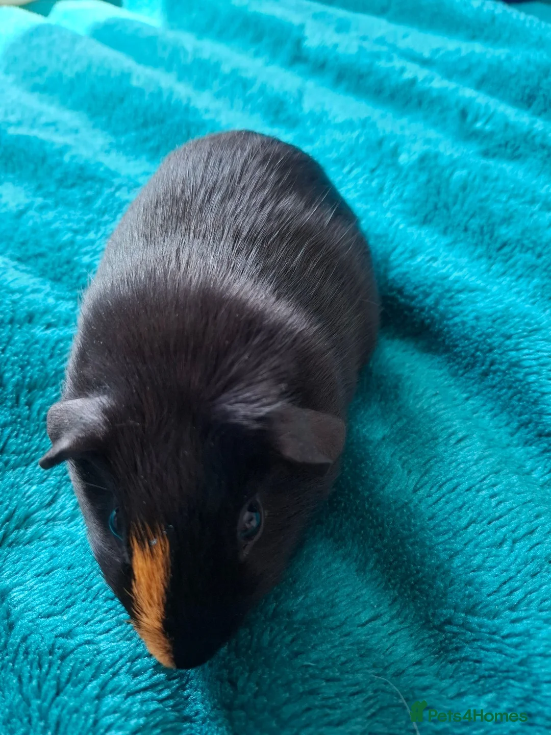 Guinea Pig rodents for sale: Male and female baby guinea pigs for sale - Advert 1